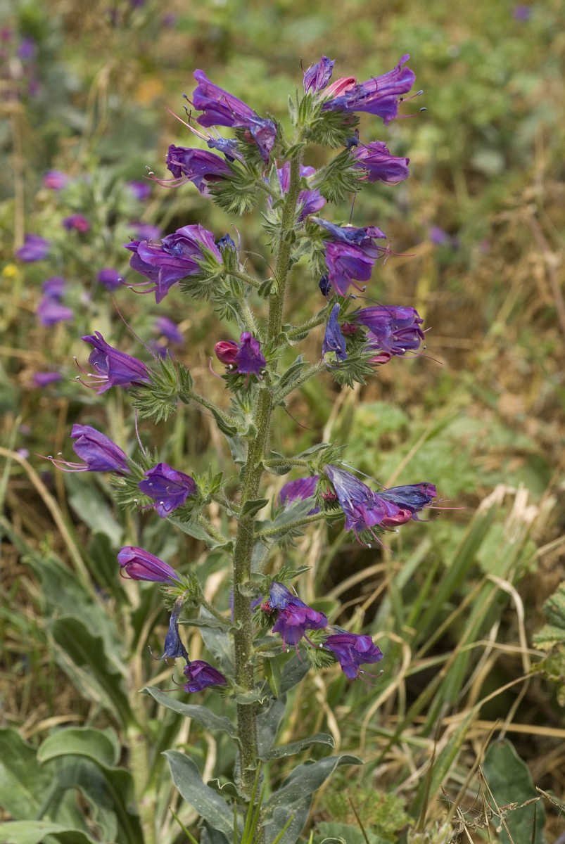 Echium gaditanum